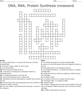Dna Rna And Protein Synthesis Worksheet Answer Key —