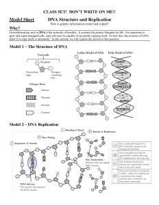 14 Best Images of High School DNA Structure Worksheet DNA Structure and