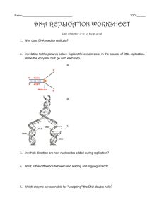 Dna Replication Worksheets Answers