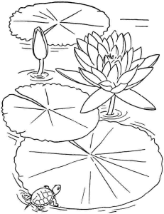 Pin by Susan Reid on Lily pads and ponds Flower drawing, Flower
