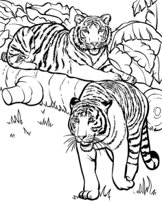 Two Tigers Ready For Hunting Coloring Page Download & Print Online