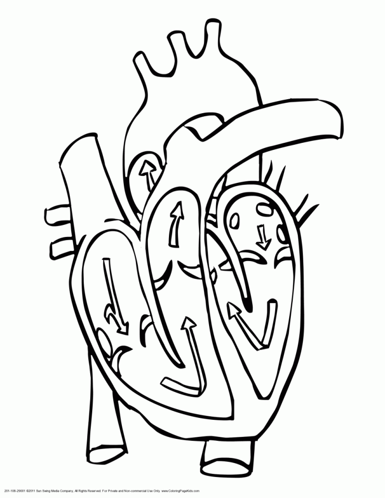 Heart And Lungs Coloring Page