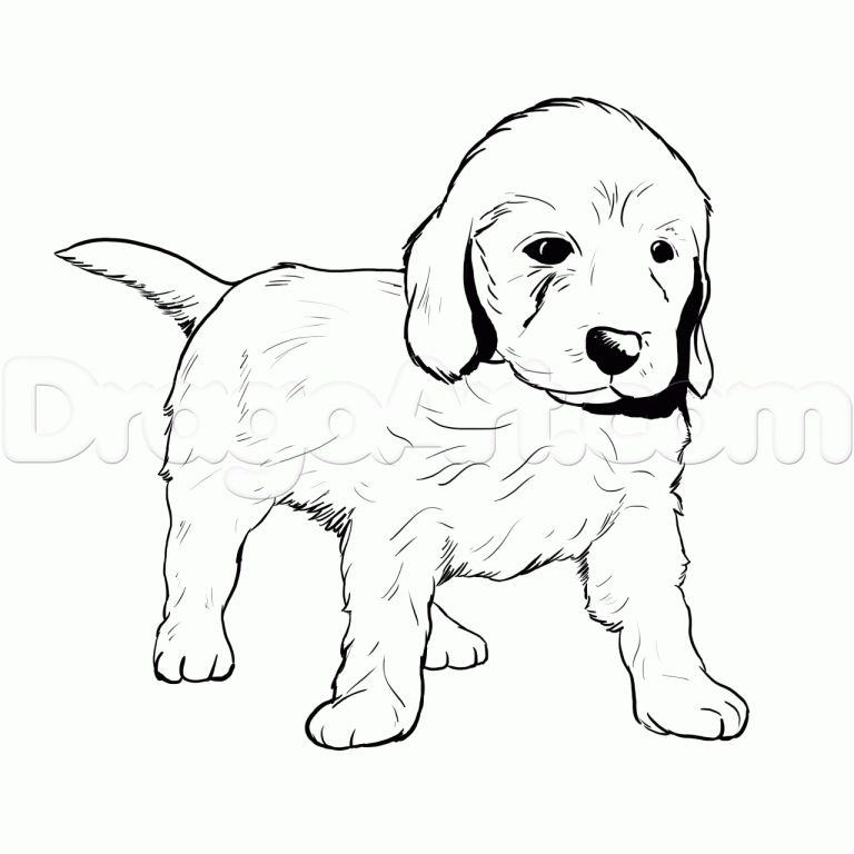 Goldendoodle Coloring Page