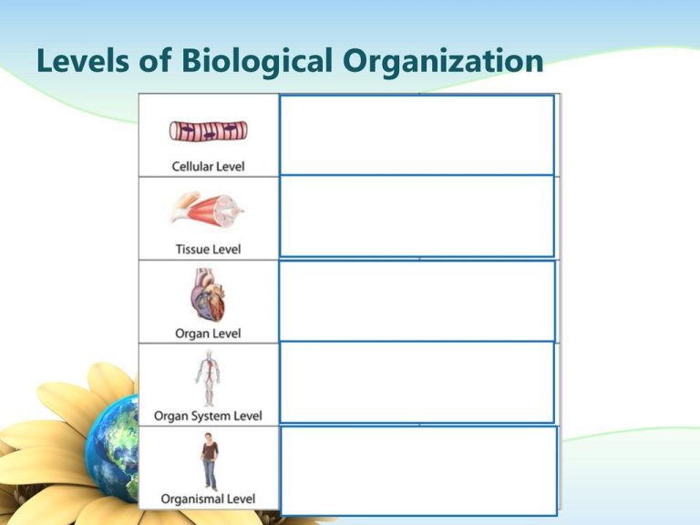 Levels Of Biological Organization Worksheet Answer Key