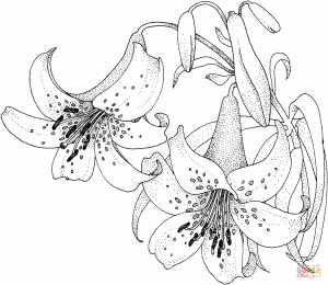 Lily blossom coloring page Free Printable Coloring Pages