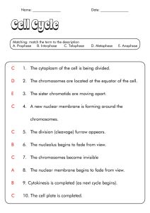 Meiosis Worksheet Answer Key Biology Corner Cell Division Mitosis And