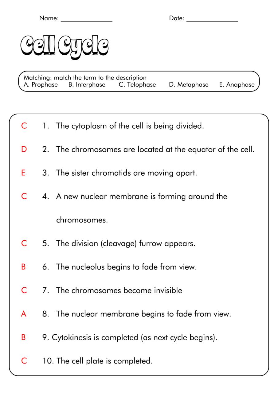 Mitosis Sequencing Worksheet Answer Key