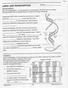 Trna And Mrna Transcription Worksheet With Answer Key Visual+Protein