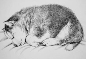 Drawing husky baby uploaded by mélanie on We Heart It