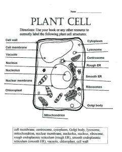 Cells Alive Plant Cell Worksheet Answer Key —