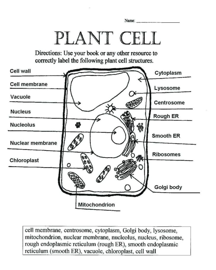 Plant Cell Worksheet Answer Key