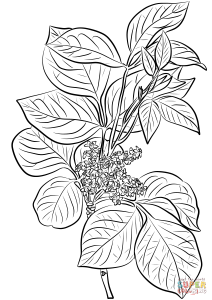 Poison Ivy (Rhus Toxicodendron) coloring page Free Printable Coloring