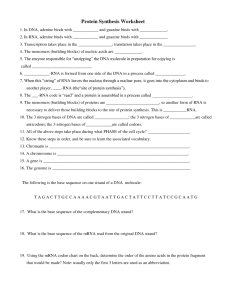 15 Best Images of Nucleic Acids Worksheet Key Protein Synthesis