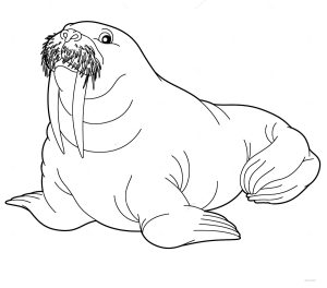 Baby Walrus Coloring Coloring Pages