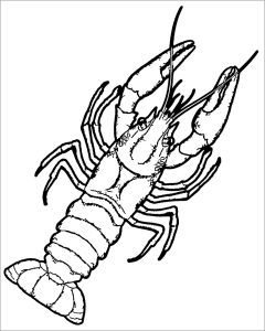 Lobster Coloring Page Lobster Coloring Pages Coloringbay We did not