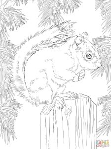 Download Red Squirrel coloring for free Designlooter 2020 👨‍🎨