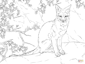 Sitting Gray Fox coloring page Free Printable Coloring Pages