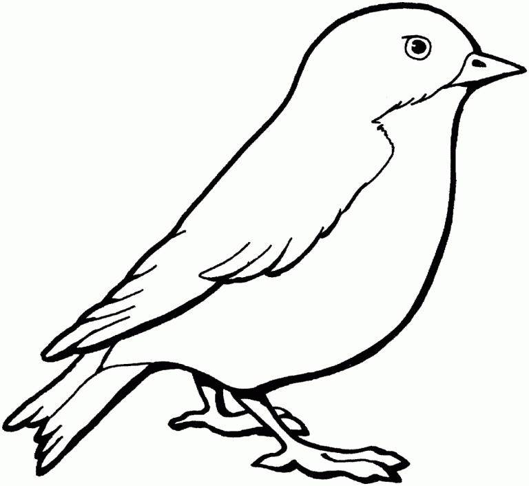 Coloring Pages For Birds