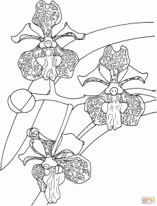 Tropical Vanda Tricolor Orchid coloring page Free Printable Coloring