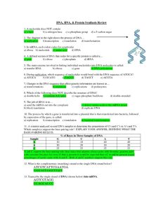 Worksheet on DNA RNA and Protein Synthesis Answer Key