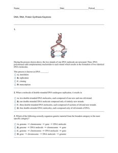 Worksheet on DNA RNA and Protein Synthesis Answer Key