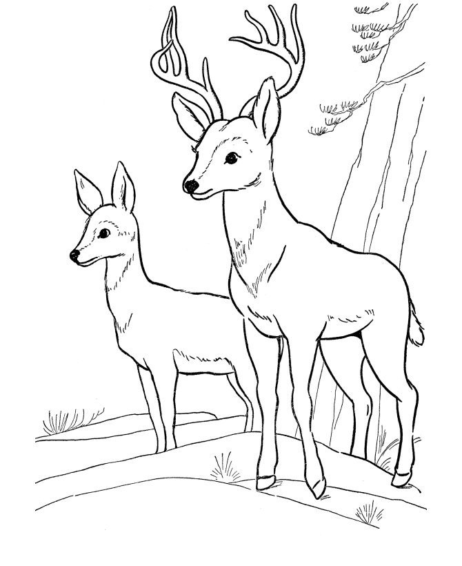 Animal Detailed Wild Animals Animal Detailed Printable Coloring Pages