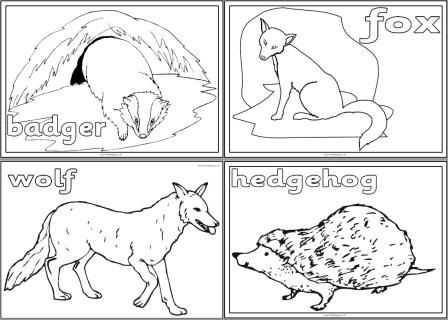 Animals Colouring Pictures