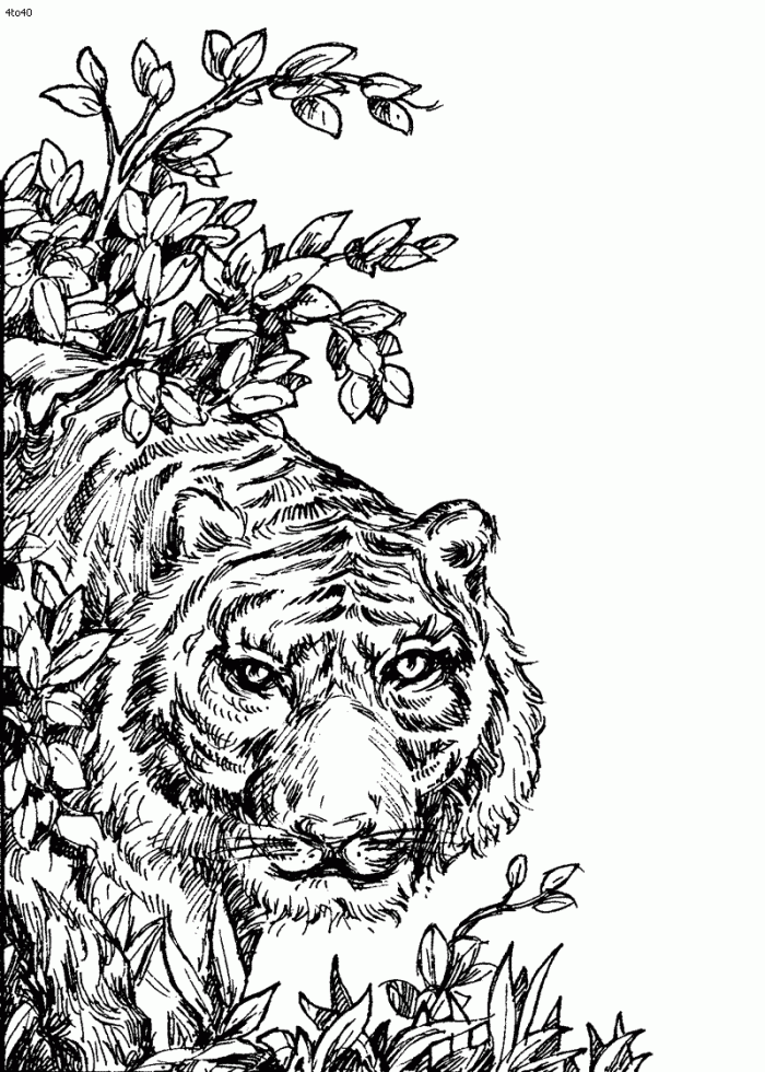 Animal Coloring Pages For Adults Tiger