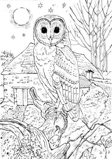 Animal Owl Coloring Pages For Adults