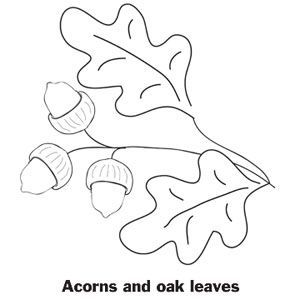 Acorn Coloring Pages Free Printable