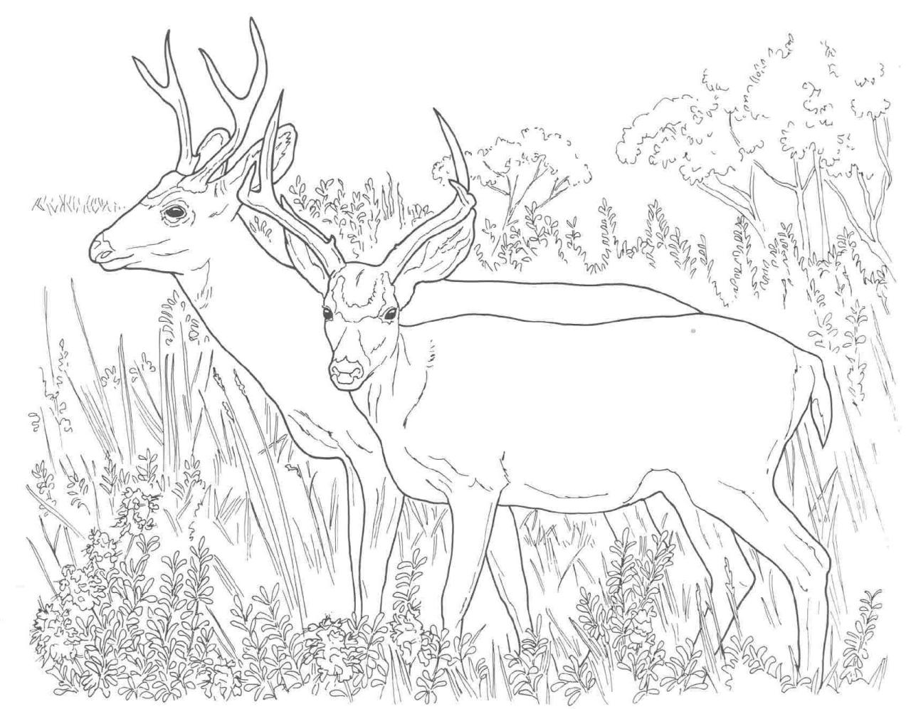 Animal Coloring Pages For Adults Deer