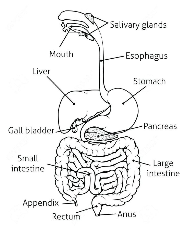 The Human Digestive System Worksheet Pdf