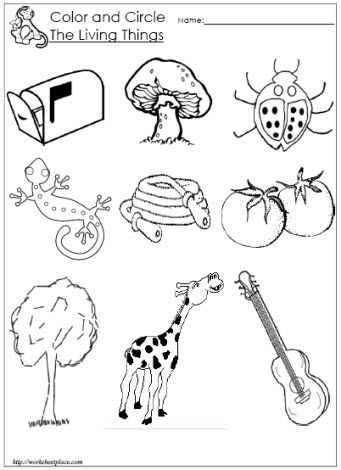 Living And Non Living Things Worksheet For Kindergarten