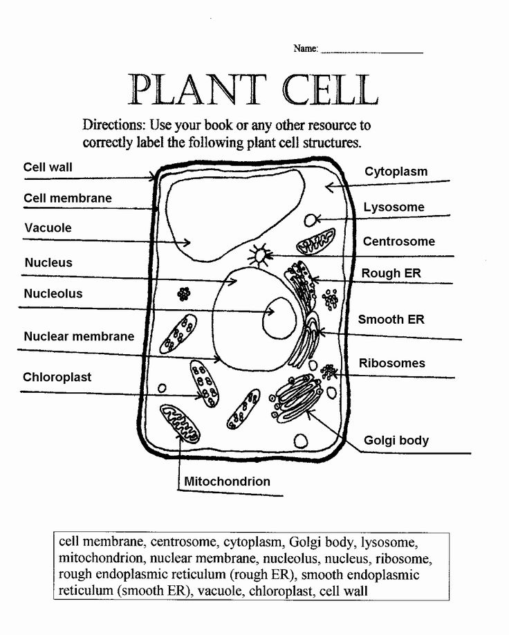 Plant Cell And Animal Cell Worksheet Answer Key