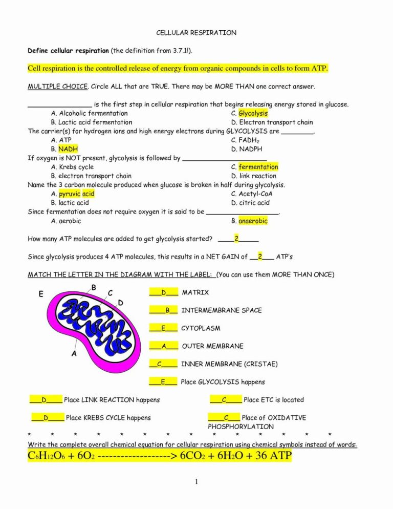Photosynthesis & Cellular Respiration Worksheet Answers