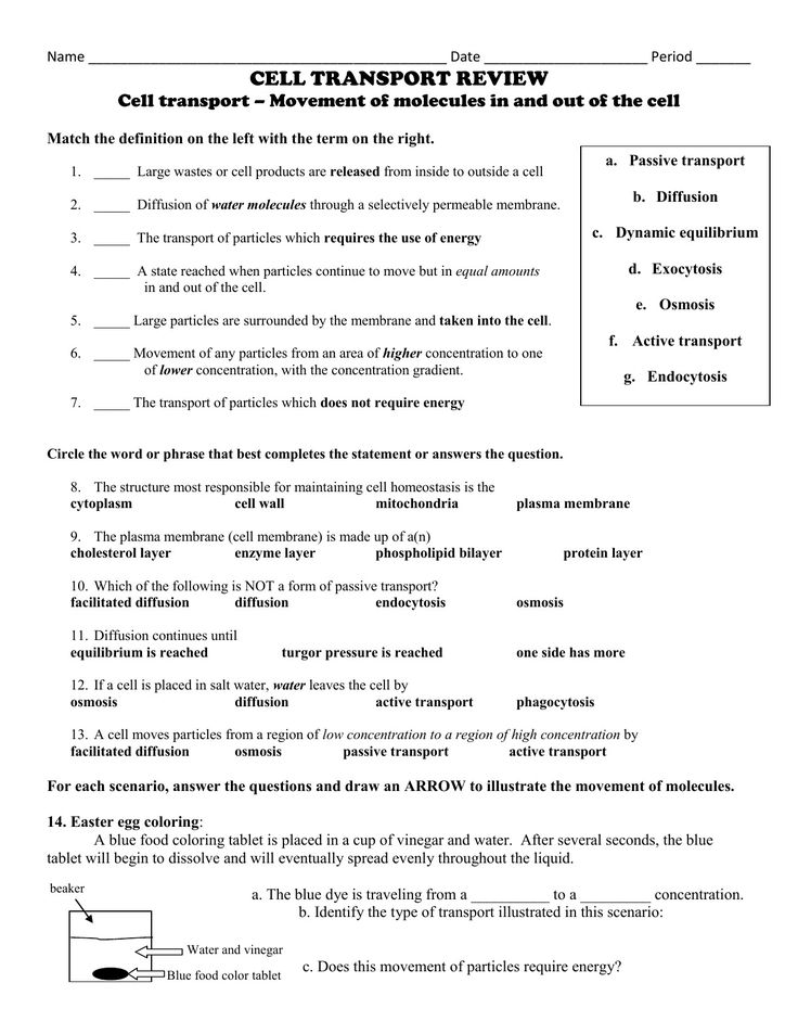 Cell Membrane And Transport Worksheet Biology Answer Key