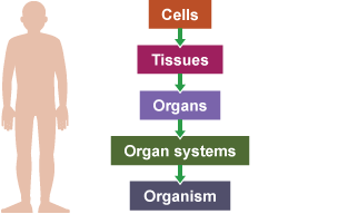 Cells Tissues Organs Organ Systems Worksheet Pdf