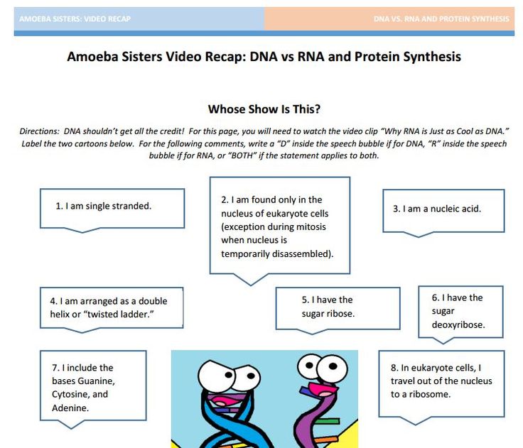 Amoeba Sisters Video Recap Worksheet