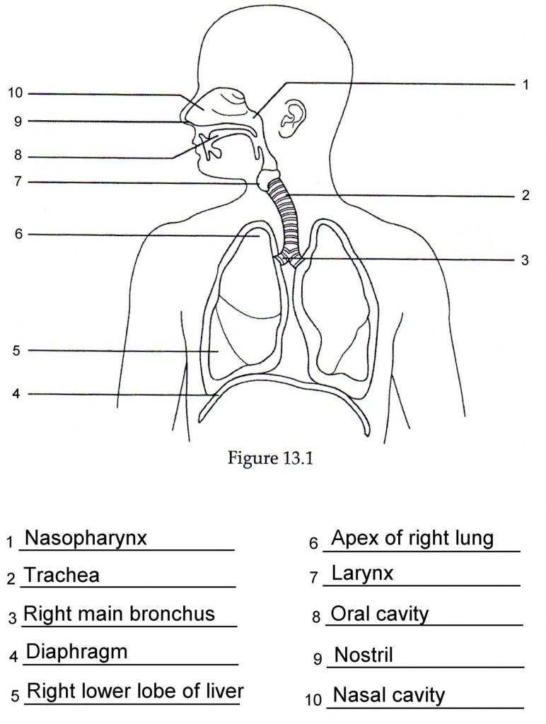 Respiratory System Worksheet Answers Key