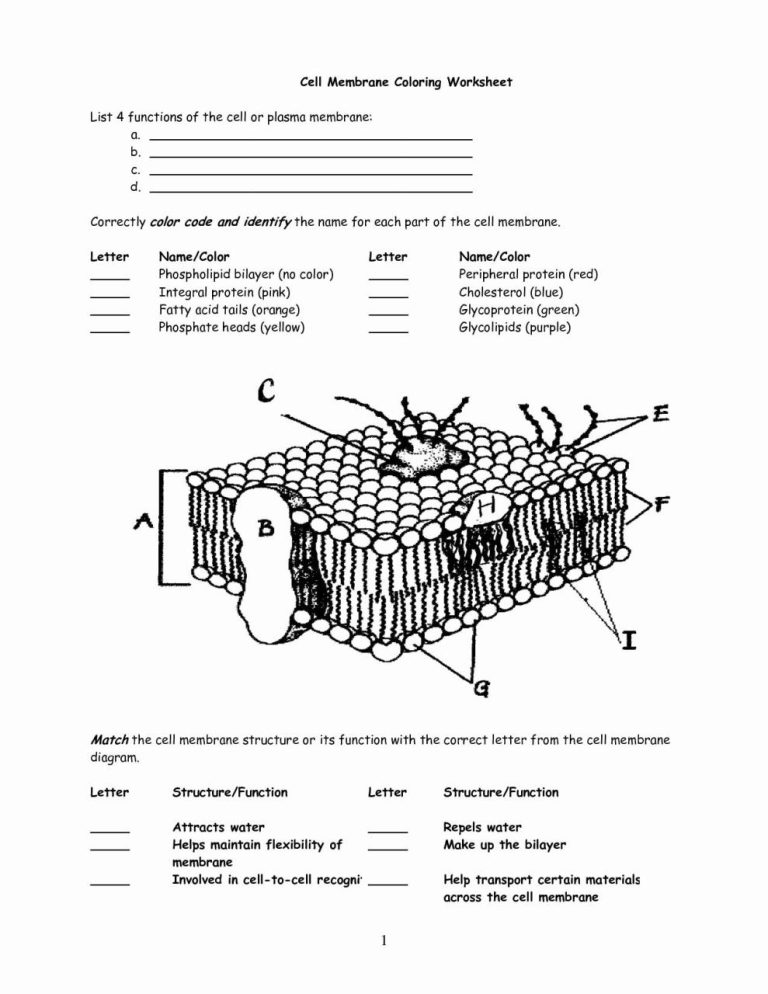 Cell Membrane Structure And Function Worksheet
