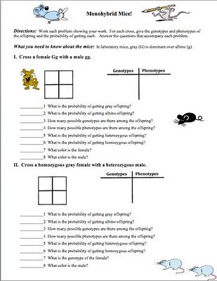 Practice With Monohybrid Punnett Squares Worksheet Answers