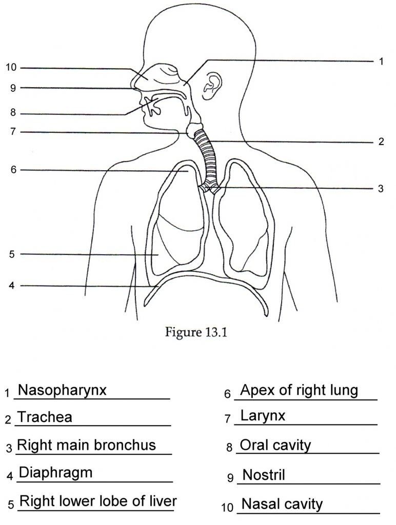 Label The Respiratory System Worksheet Answers