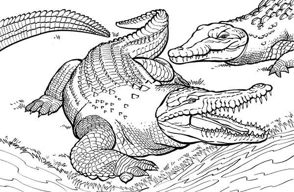Realistic Printable Crocodile Coloring Pages