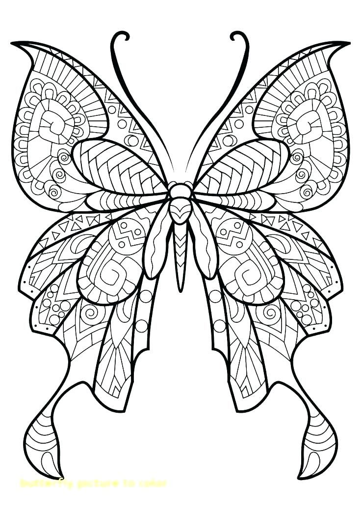 Printable Butterfly Coloring Sheet