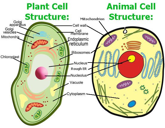 4 Differences In Plant And Animal Cells
