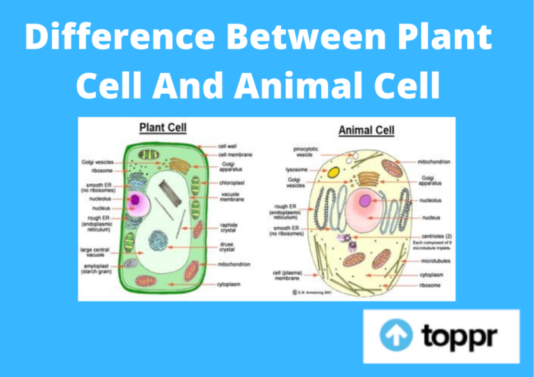3. State Three Differences Between Plant Cell And Animal Cell