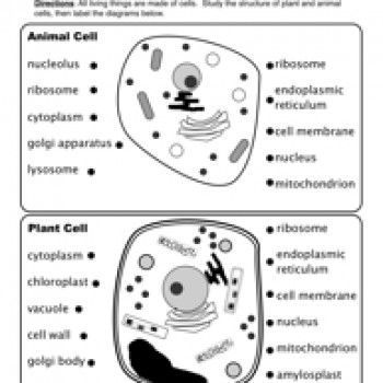 3 Differences Between Typical Plant And Animal Cells