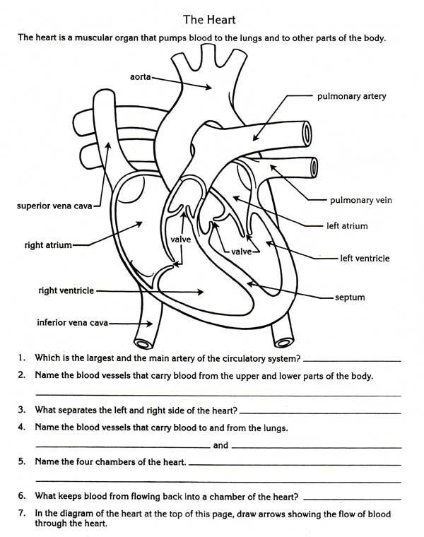 Circulatory System Worksheet Grade 5