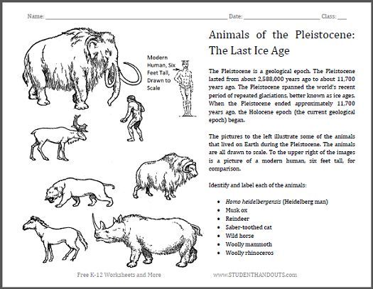 Animals Worksheets For Grade 2 Pdf