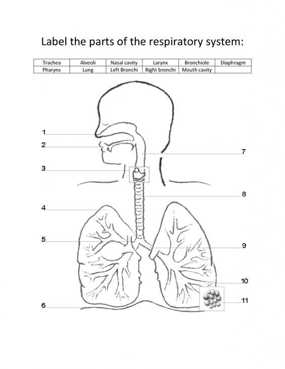 The Human Respiratory System Worksheet Answers